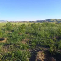 باغ جاده سنندج|فروش دفتر صنعتی، کشاورزی، تجاری|کرمانشاه, |دیوار