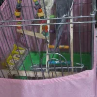 عروس هلندی