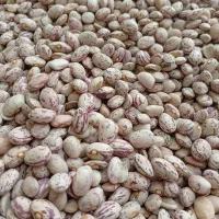 فروش لوبیا قرمز چی تی