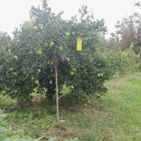 پرتقال حدود یک تن