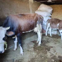 فروش یک راس گاو گوساله سیمینتال درجه یک|حیوانات مزرعه|پلدختر, |دیوار