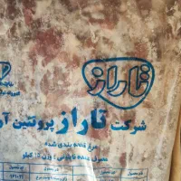 بچه فیله 10 کیلویی