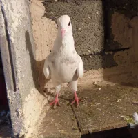 کبوترر|پرنده|مریوان, |دیوار