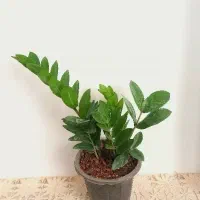 گل زاموفیلیا