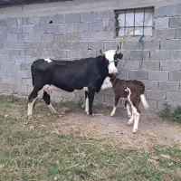 گاو و و گوساله سیمینتال عروسک|حیوانات مزرعه|ماسال, |دیوار