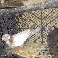 بچه کبوتر|پرنده|اصفهان, کوی امیریه|دیوار