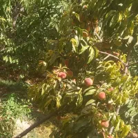 فروش باغچه بادرختان ۸ساله مستمر بابهترین موقعیت|فروش خانه و ویلا|هشتگرد, فشند|دیوار