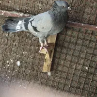 کبوتر سبز پشت بسته