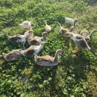 غاز|حیوانات مزرعه|گنبد کاووس, |دیوار