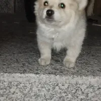 سگ پامرین|سگ|اصفهان, شهرک ولیعصر|دیوار