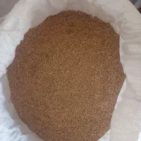 گندم دیم دست درو
