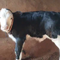 گاو هلشتاین سراب|حیوانات مزرعه|قره پشتلو, |دیوار