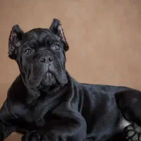 سگ های گارد و محافظ شولاین بلک روت کن