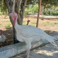 بوقلمون بیوتی ارگانیک