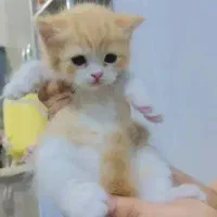 پرشین ماده جای دسشویی بلده  بازیگوش و باهوش