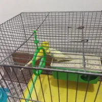 مرغ عشق نر و ماده جفت|پرنده|محلات, |دیوار