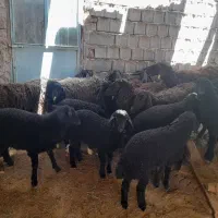 میش بره گوسفند