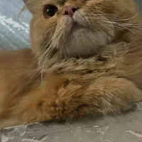 پرشین گارفیلدی