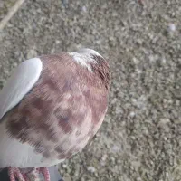 گمشده خرمایی