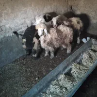 بره نژاددار ماده قیمت مناسب بردسیر|حیوانات مزرعه|کرمان, |دیوار