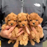 توله سگ تاینی توی پودل تیکاپ