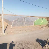 گلخانه با همه امکانات|گل و گیاه طبیعی|میان جلگه, |دیوار