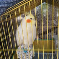 گمشده عروس هلندی