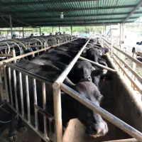 گاومیش دوساله