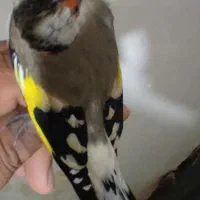 دوتا سهره ماده عتیقه