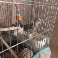 عروس هلندی با قفس