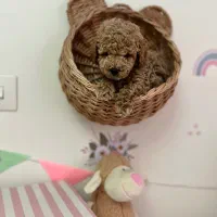 تاینی پودل|سگ|کرج, فاز ۴ مهرشهر|دیوار