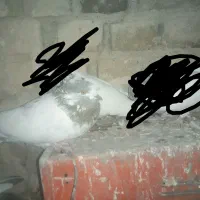 کله دمسبز|پرنده|شیروان (لرستان), |دیوار