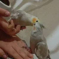 یه جفت عروس هلندی