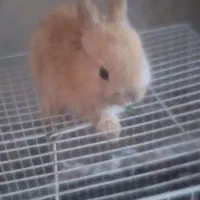 خرگوش|موش و خرگوش|تایباد, |دیوار