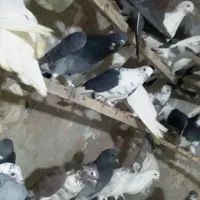 کفترتهرانی  ۴۰تا ازاصفهان