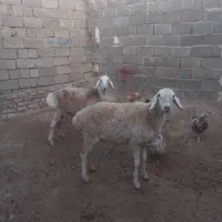 کاوورچینی|حیوانات مزرعه|تربت جام, معدآباد|دیوار