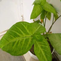 گل و گیاه|گل و گیاه طبیعی|نیشابور, شهید بهشتی|دیوار