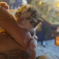 بچه خیلی کوچیک گربه شیر خوار