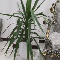 اپارتمانی گل|گل و گیاه طبیعی|اسلام‌شهر, شهرک واوان|دیوار