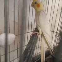 عروس هلندی نر