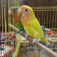 طوطی برزیلی|پرنده|خرمشهر, |دیوار