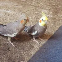 2500000|پرنده|تهران, یاخجی آباد|دیوار