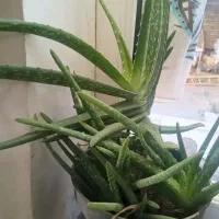 گل وگیاه|گل و گیاه طبیعی|خوی, |دیوار