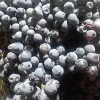 انگور سیاه کلستان|خدمات باغبانی و درختکاری|شیراز, گویم|دیوار