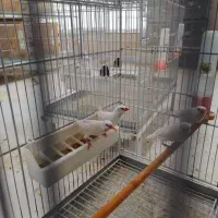 کراواتی سفید|پرنده|شیراز, کرونی(خاتونک)|دیوار