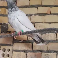 ۹صید پرشی|پرنده|مشهد, فرخد|دیوار