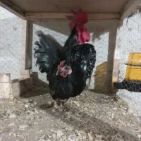 فروش یک جفت جاپنیز|حیوانات مزرعه|قائم‌شهر, |دیوار