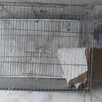 قفس|لوازم جانبی حیوانات|مشهد, آیت الله کاشانی|دیوار