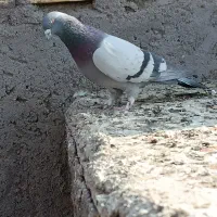 سبز بازیکن نر|پرنده|بم, |دیوار