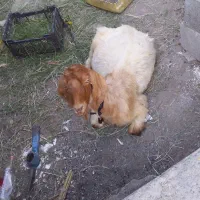 بز اوس سرمایه با یک موتور